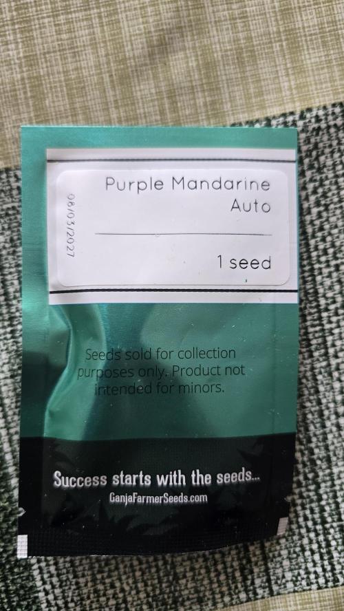 Purple Mandarine Auto DWC. Week 0