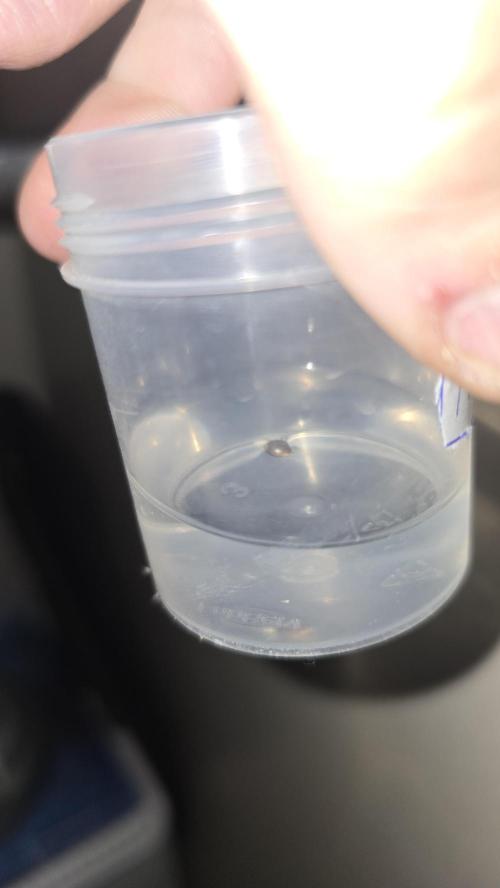 Purple Mandarine Auto DWC. Week 0