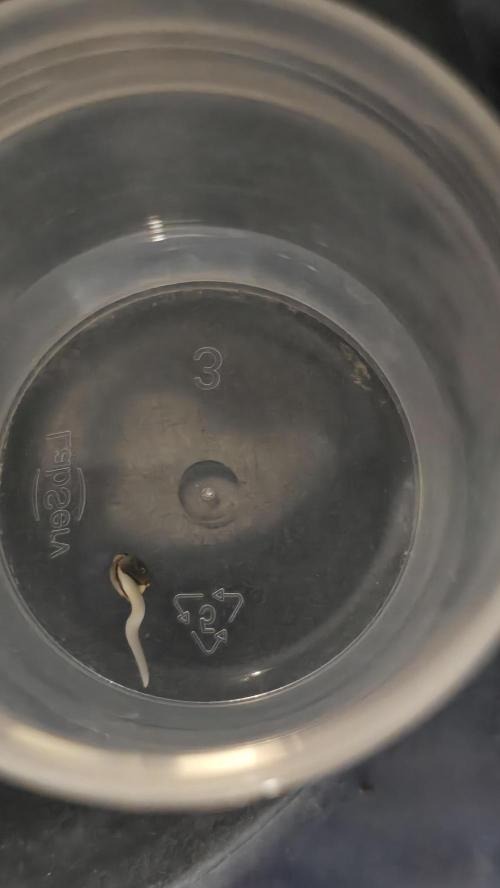 Purple Mandarine Auto DWC. Week 0