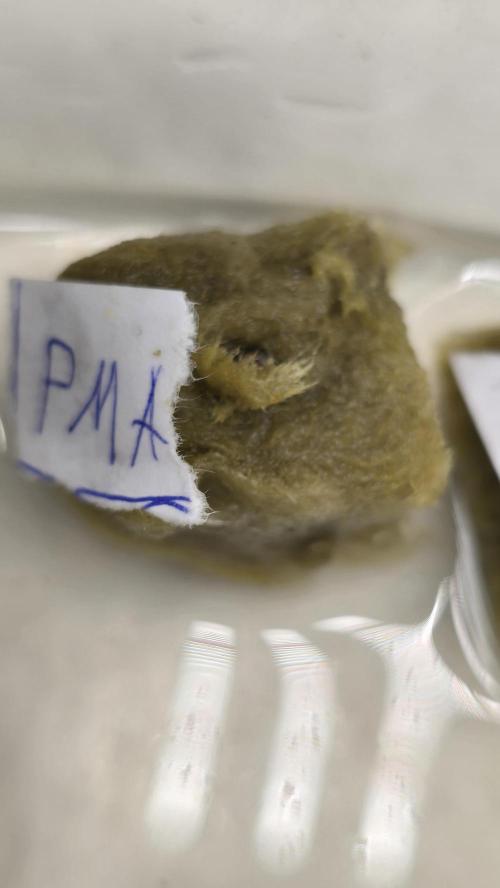 Purple Mandarine Auto DWC. Week 0