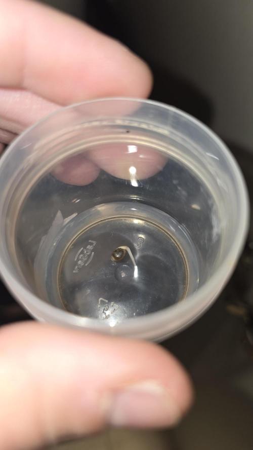 Sativa Dream DWC. Week 0 - 05.12