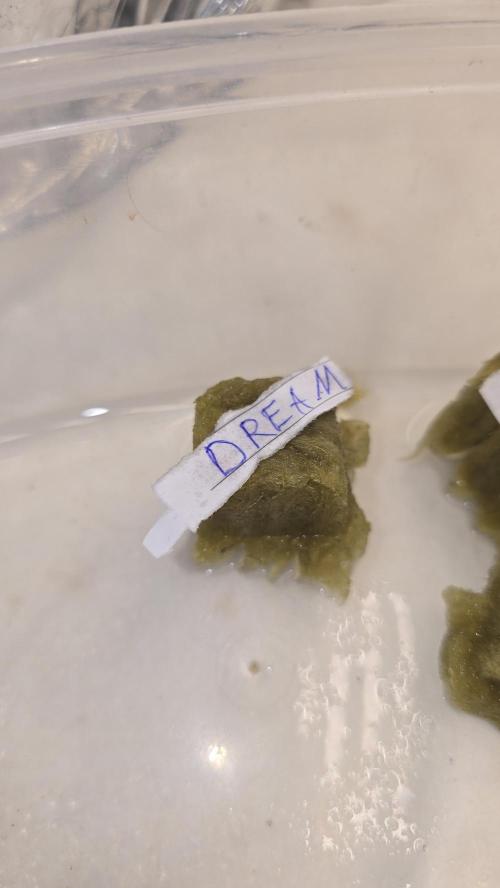 Sativa Dream DWC. Week 0