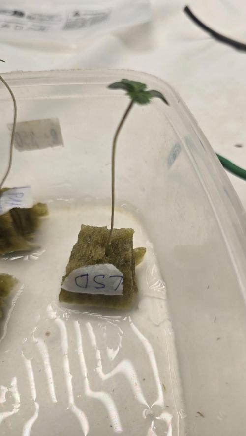 LSD-25 AUTO DWC. Week 1 - Day 3 Wed 