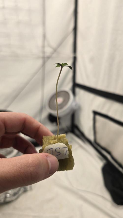 LSD-25 AUTO DWC. Week 1