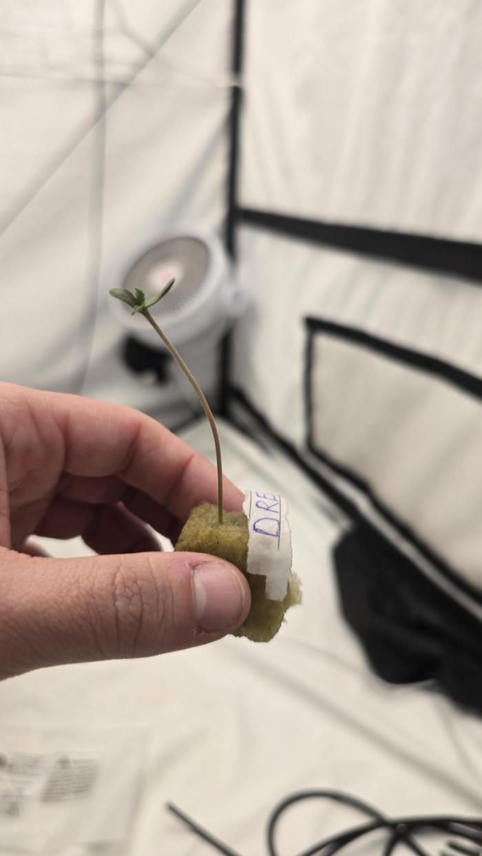 Sativa Dream DWC. Week 1 - Day 3