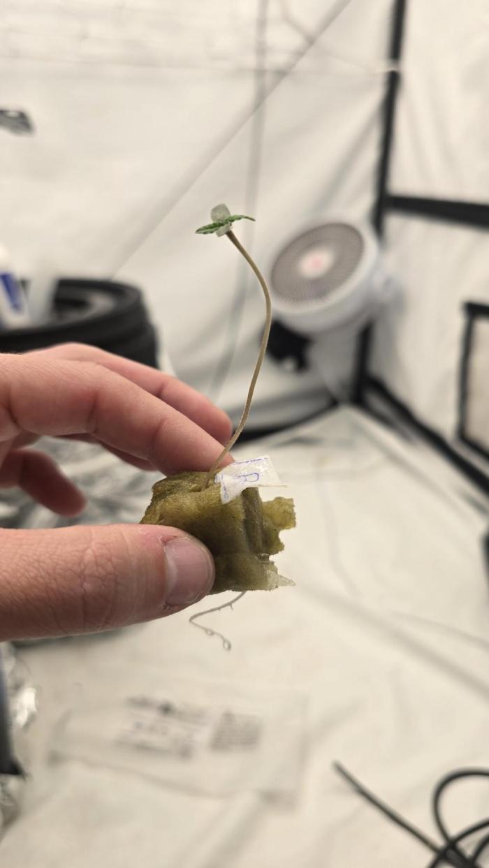 Purple Mandarine Auto DWC. Week 1 - Day 3