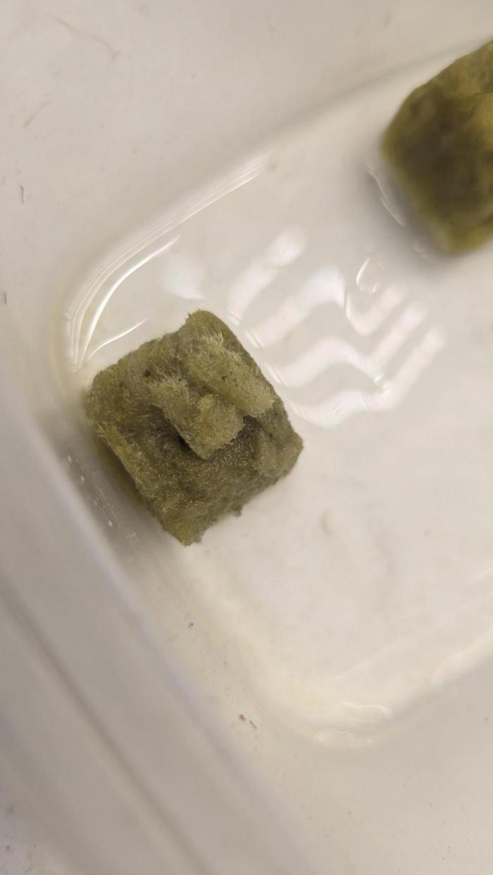 Red Hot Cookies DWC. Week 1 - Hmm still waiting 