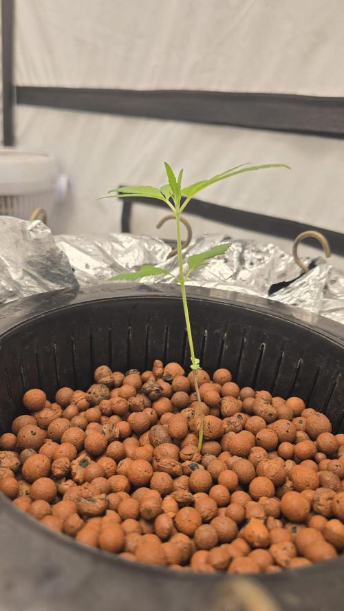 Purple Mandarine Auto DWC. Week 3