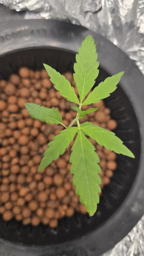 Purple Mandarine Auto DWC. Week 3