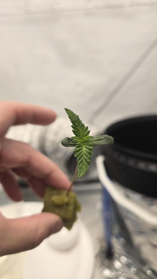 Red Hot Cookies DWC. Week 1