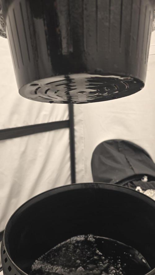 Sativa Dream DWC. Week 3