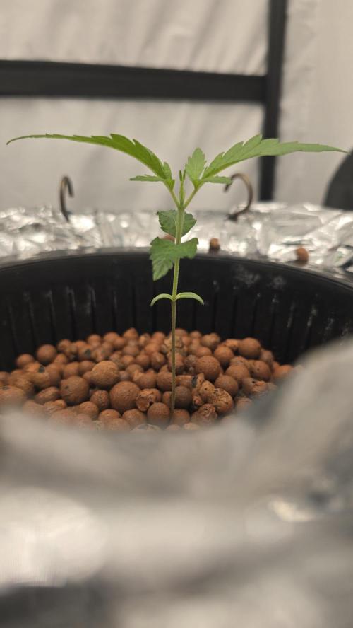 Sativa Dream DWC. Week 3