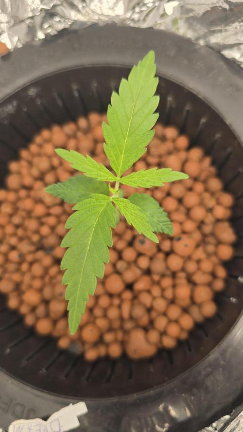 Sativa Dream DWC. Week 3