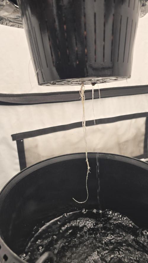 LSD-25 AUTO DWC. Week 4