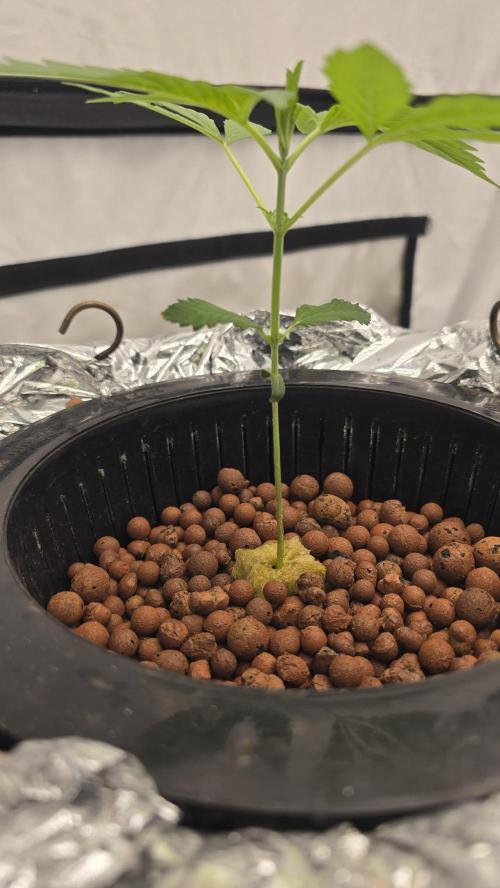 LSD-25 AUTO DWC. Week 4