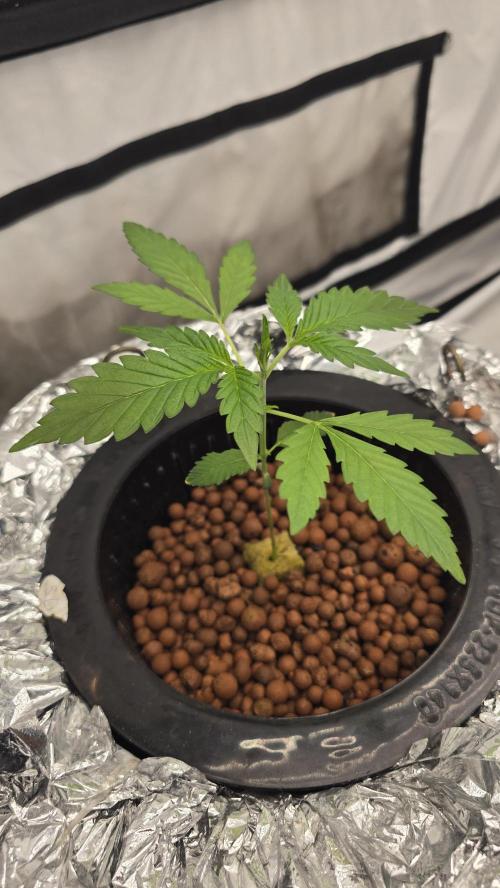 LSD-25 AUTO DWC. Week 4