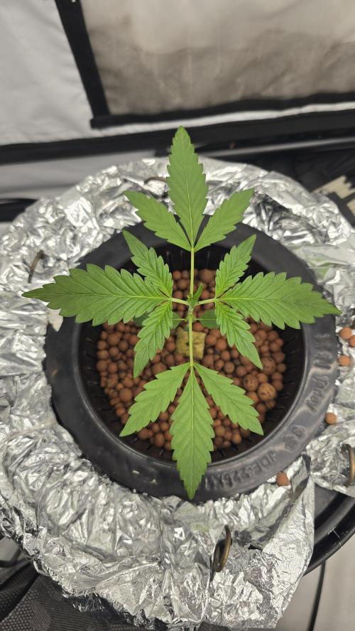 LSD-25 AUTO DWC. Week 4