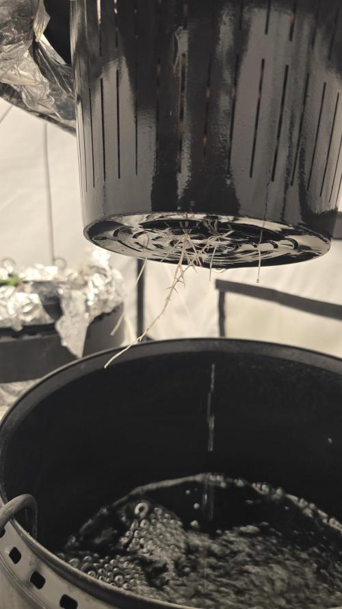 Purple Mandarine Auto DWC. Week 4