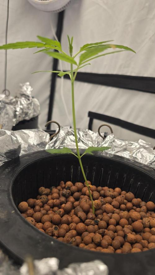 Purple Mandarine Auto DWC. Week 4