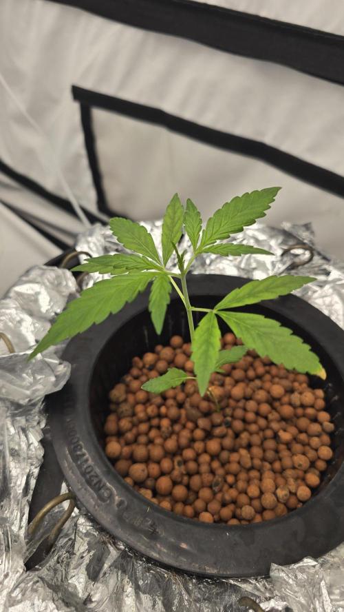 Purple Mandarine Auto DWC. Week 4