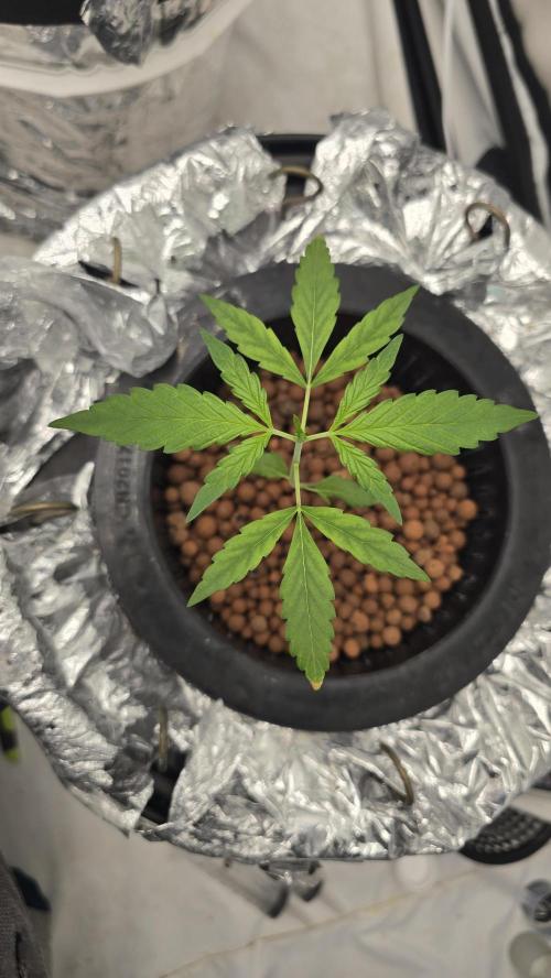 Purple Mandarine Auto DWC. Week 4