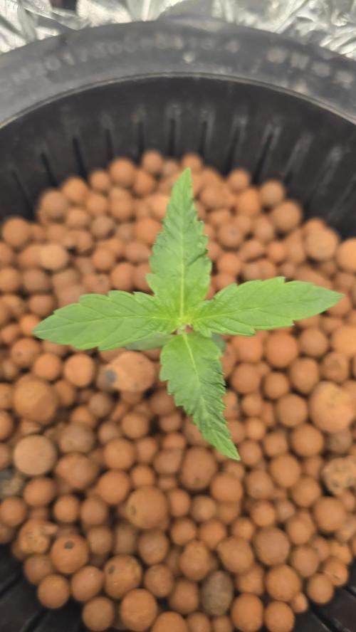 Red Hot Cookies DWC. Week 2