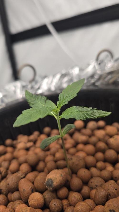 Red Hot Cookies DWC. Week 2