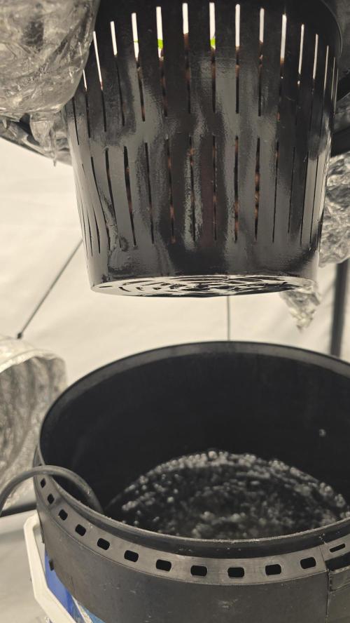 Red Hot Cookies DWC. Week 2