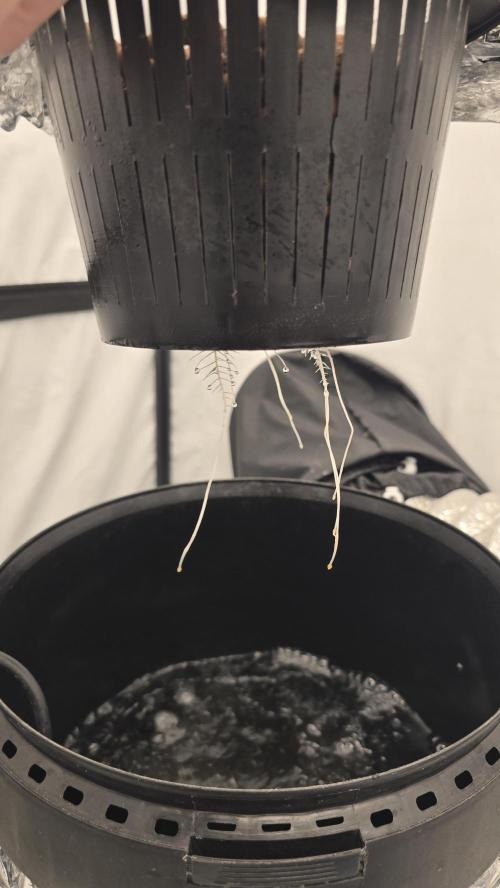 Sativa Dream DWC. Week 4