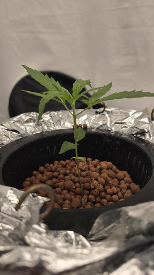 Sativa Dream DWC. Week 4