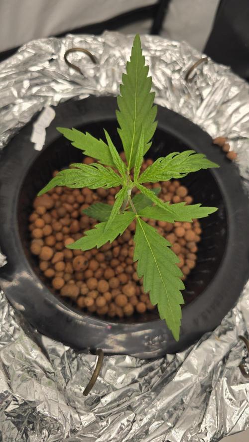 Sativa Dream DWC. Week 4