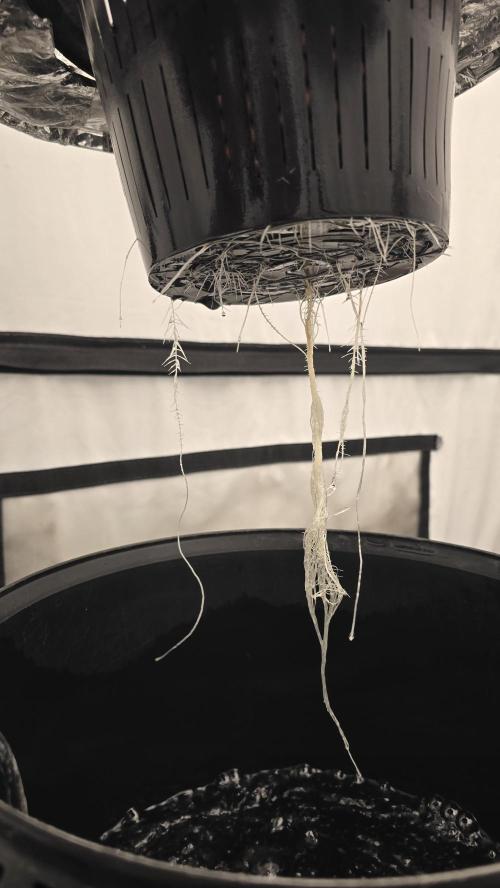 LSD-25 AUTO DWC. Week 5