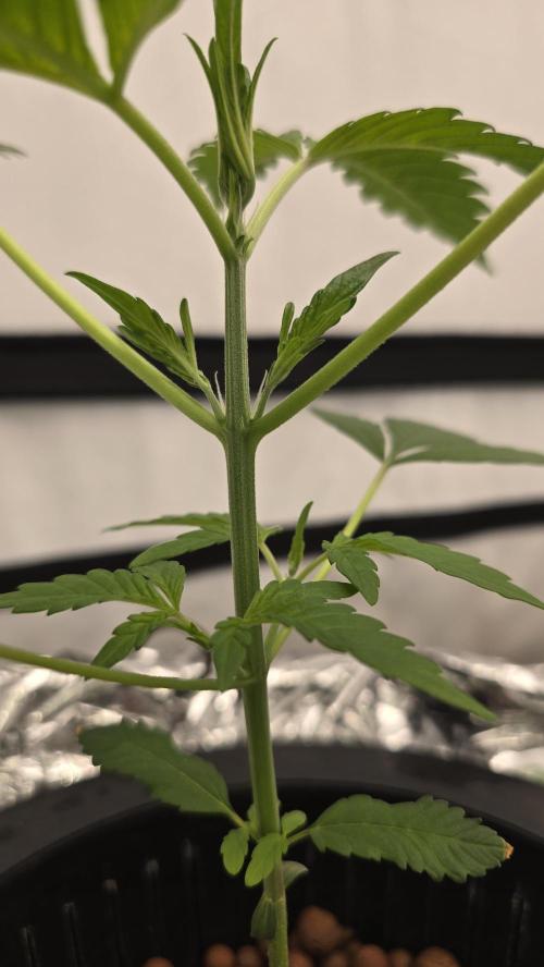 LSD-25 AUTO DWC. Week 5