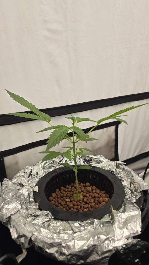 LSD-25 AUTO DWC. Week 5