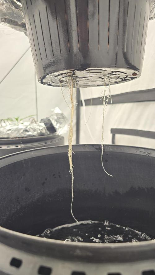 Purple Mandarine Auto DWC. Week 5