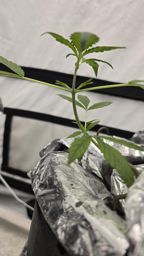 Purple Mandarine Auto DWC. Week 5