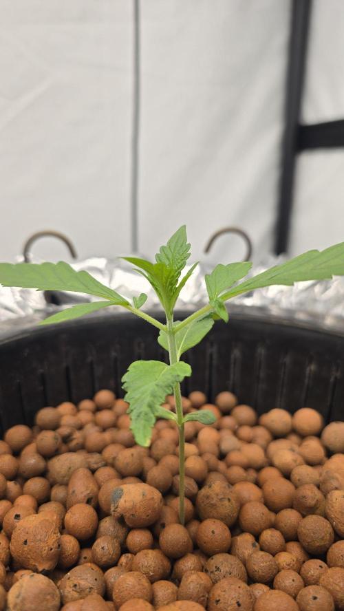 Red Hot Cookies DWC. Week 3