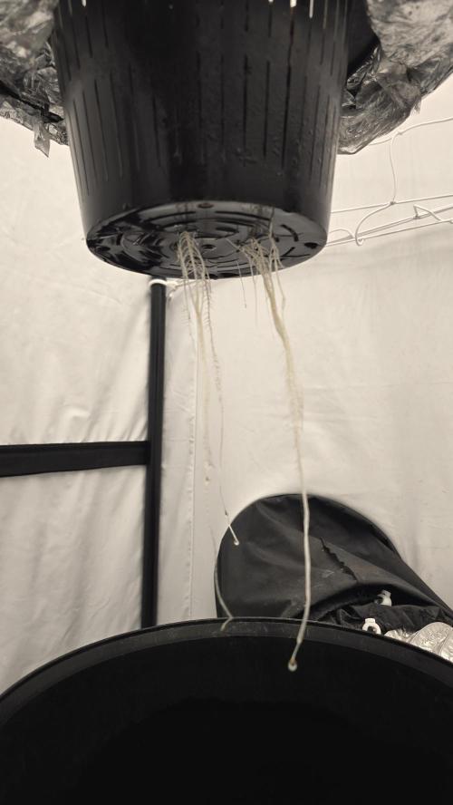 Sativa Dream DWC. Week 5