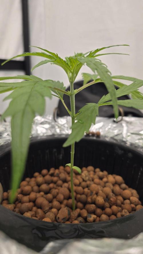 Sativa Dream DWC. Week 5