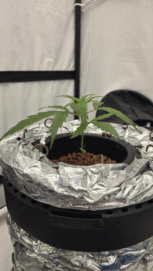 Sativa Dream DWC. Week 5