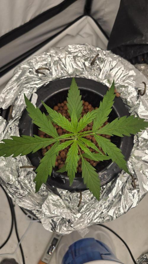 Sativa Dream DWC. Week 5