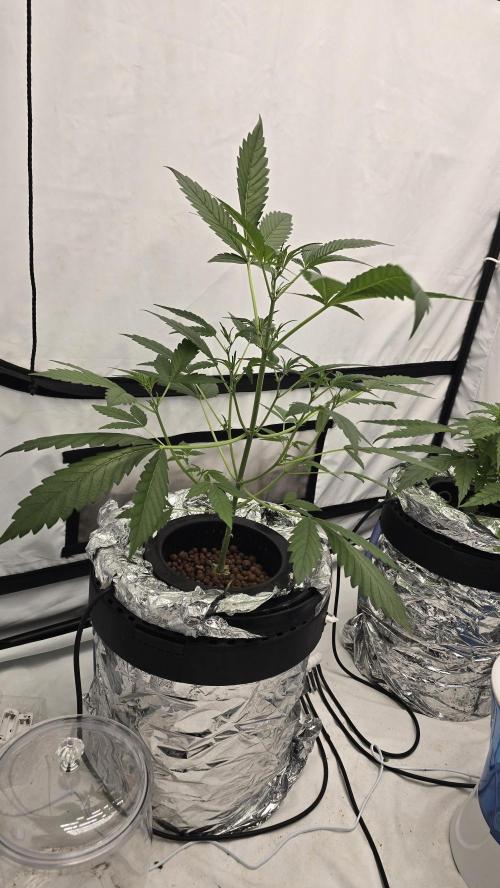 LSD-25 AUTO DWC. Week 6