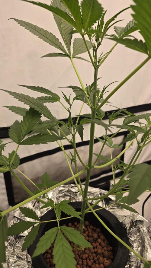 LSD-25 AUTO DWC. Week 6