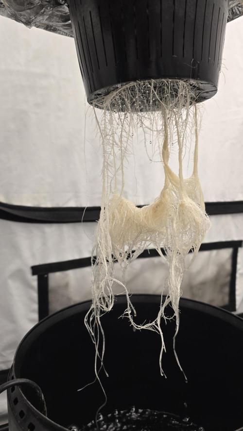 LSD-25 AUTO DWC. Week 6