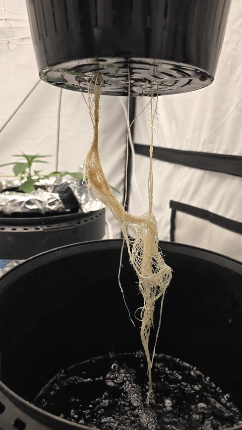 Purple Mandarine Auto DWC. Week 6