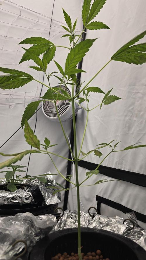 Purple Mandarine Auto DWC. Week 6