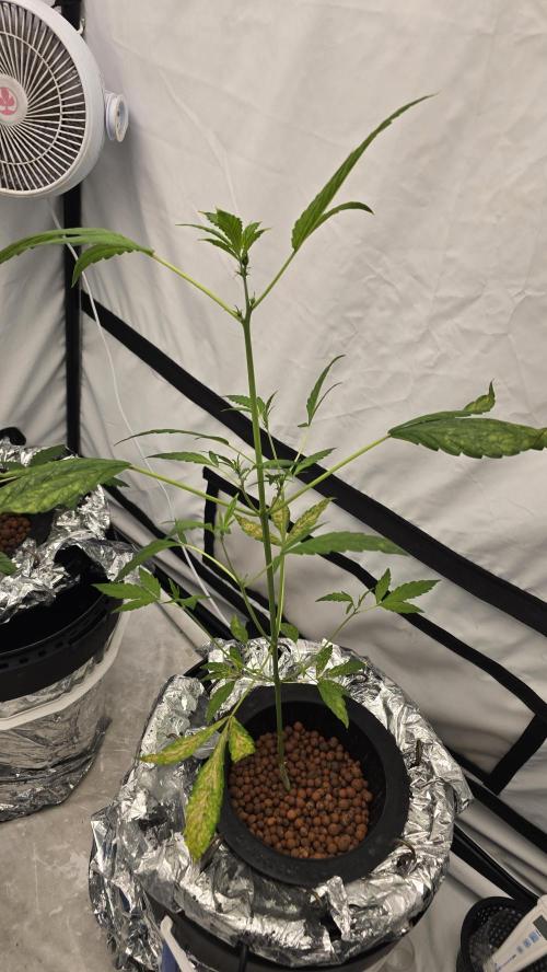 Purple Mandarine Auto DWC. Week 6