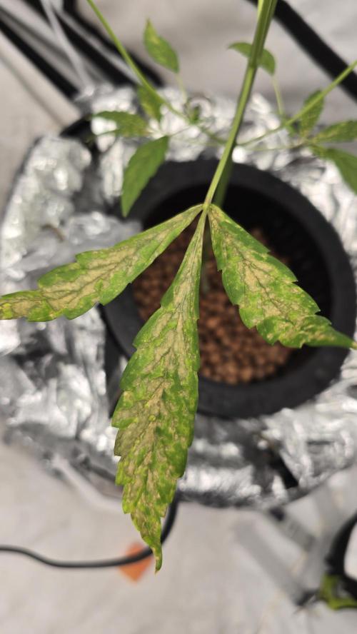 Purple Mandarine Auto DWC. Week 6