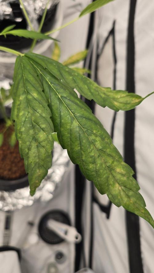 Purple Mandarine Auto DWC. Week 6