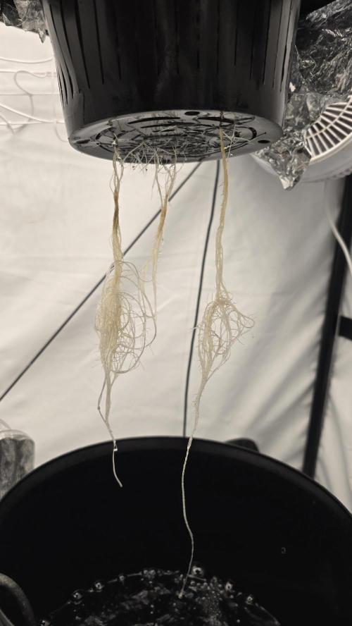 Red Hot Cookies DWC. Week 4